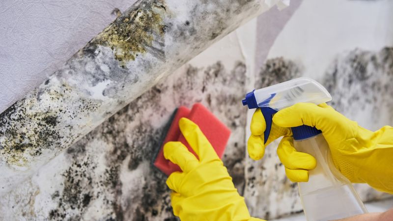Attic Mold Removal in Frisco, TX