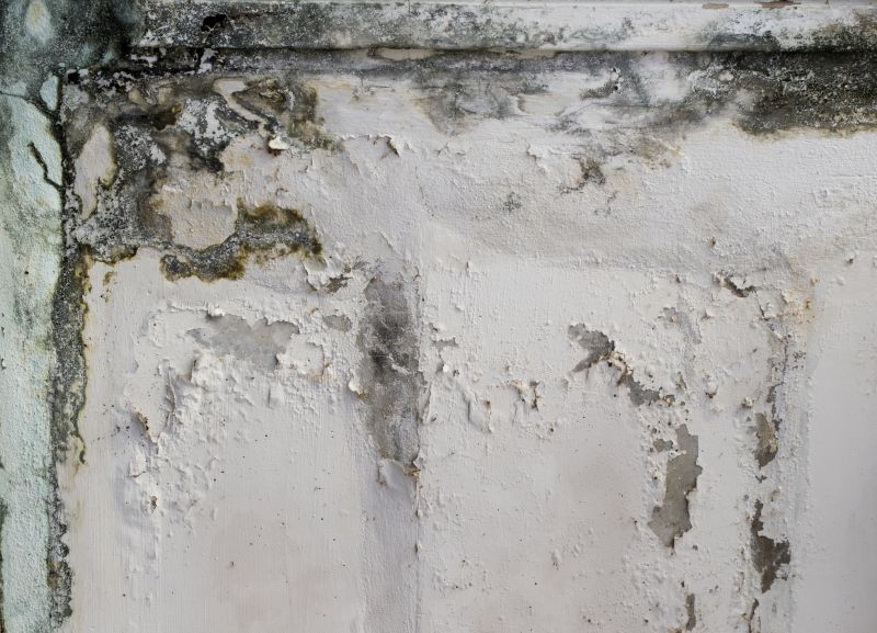 Basement Mold Removal in Jupiter, FL