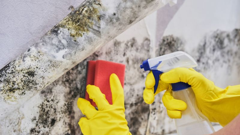 Black Mold Remediation in Boca Raton, FL
