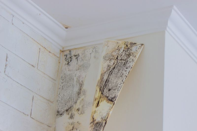 Crawl Space Mold Removal in Broward County, FL