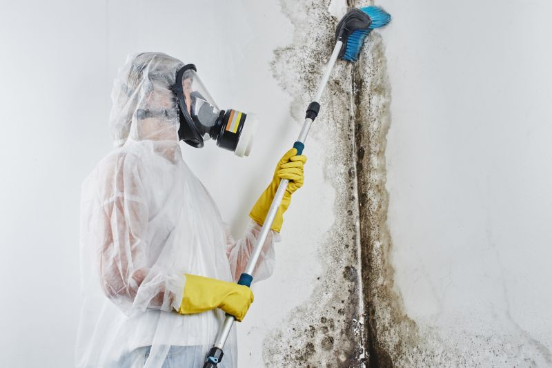Black Mold Removal detail