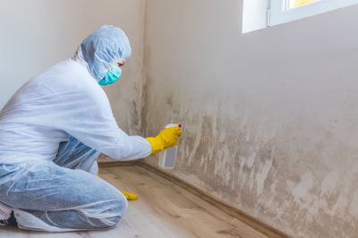 Mold Mitigation Service